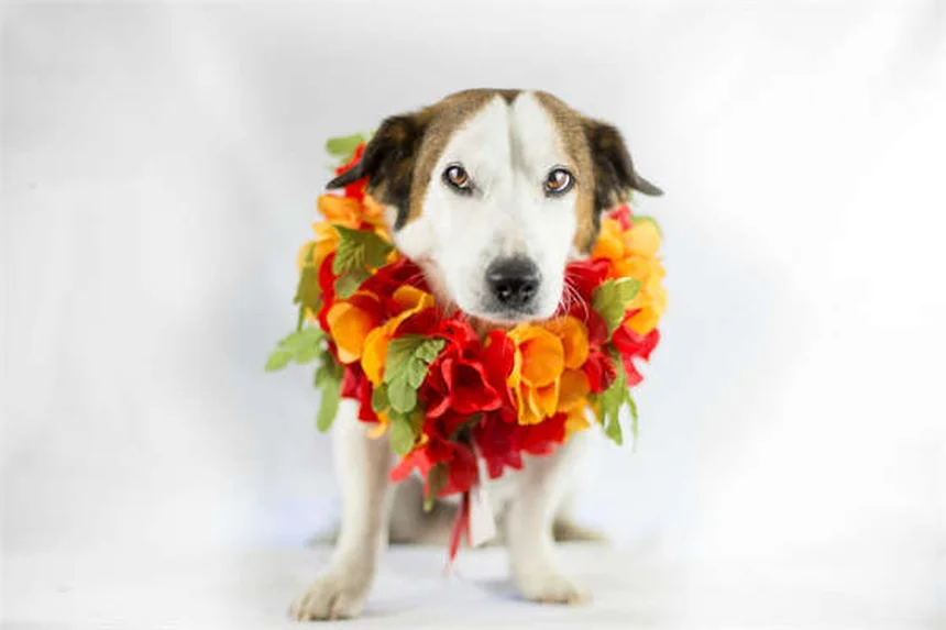 犬の分離不安症を改善する7つの方法｜専門家が教える正しい対処法