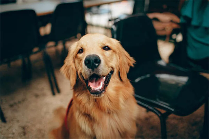 犬の運動施設どこにある？プロが教える探し方と選び方のコツ