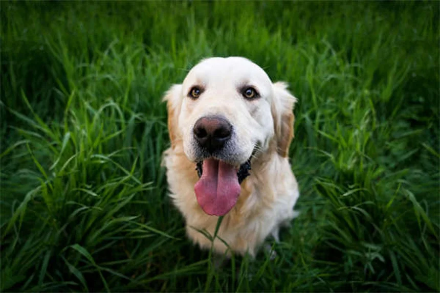 犬の歯茎の色でわかる健康状態｜異常サインの見分け方