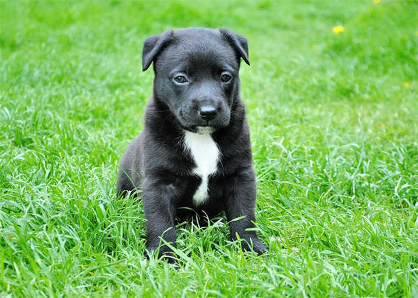 犬の公園で楽しく過ごすためのマナー7選【初心者必見】