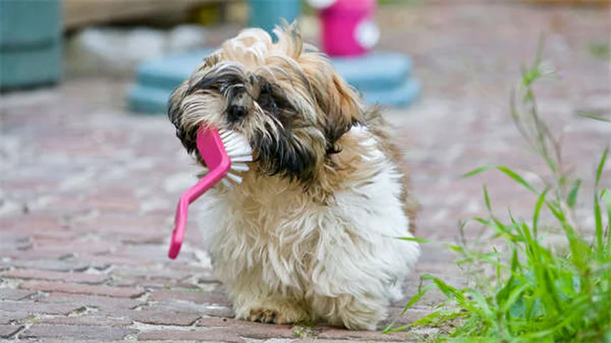 内向的な犬の育て方7選｜シャイな愛犬が自信をつける方法