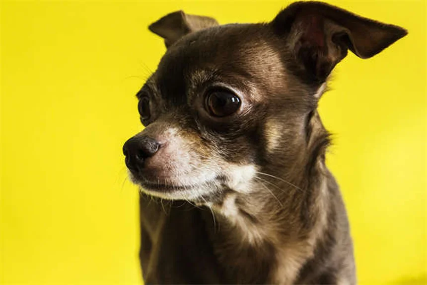 内向的な犬の育て方7選｜シャイな愛犬が自信をつける方法