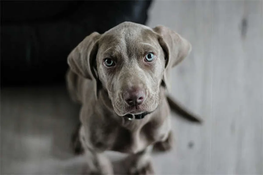 犬が首をかしげる理由とは？愛らしい仕草の秘密を徹底解説