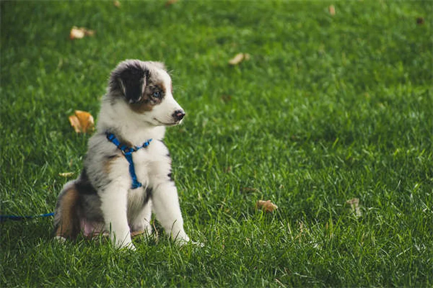 犬にカシューナッツは与えても大丈夫？安全な与え方と注意点