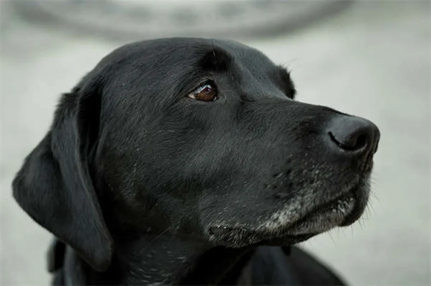 犬にカシューナッツは与えても大丈夫？安全な与え方と注意点