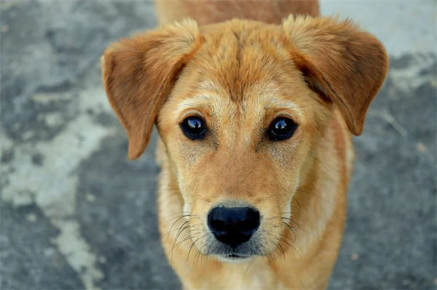 犬のソテツ中毒とは？命に関わる危険性と対処法