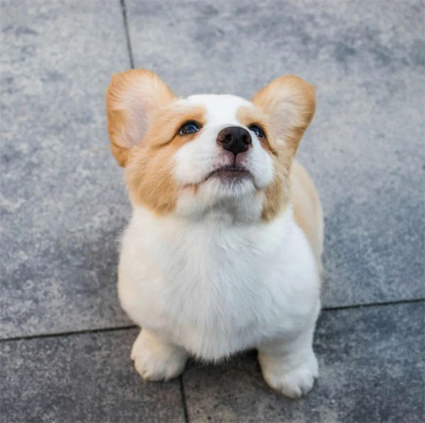 犬のソテツ中毒とは？命に関わる危険性と対処法