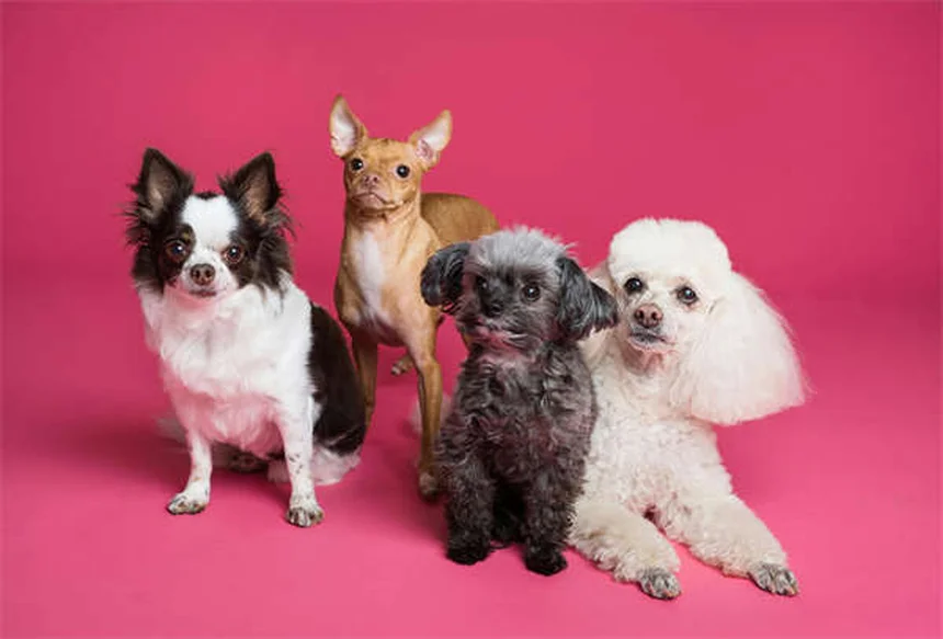 犬のうんちに粘液が混じる原因と対処法【獣医師監修】