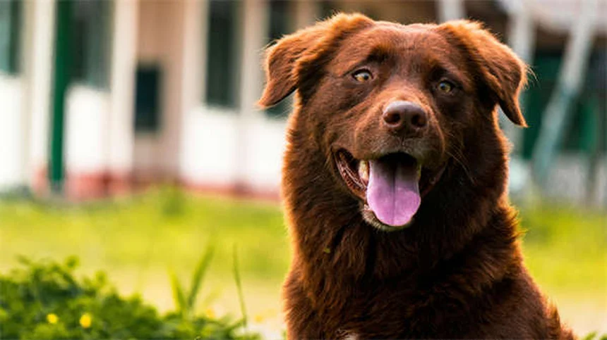 犬のうんちに粘液が混じる原因と対処法【獣医師監修】