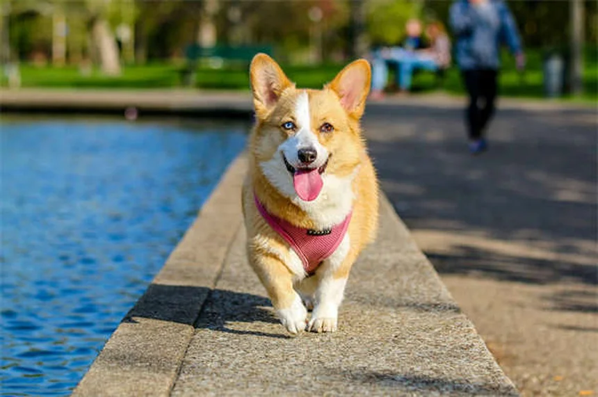 犬の避妊手術とは？メリット・費用・術後ケアを徹底解説