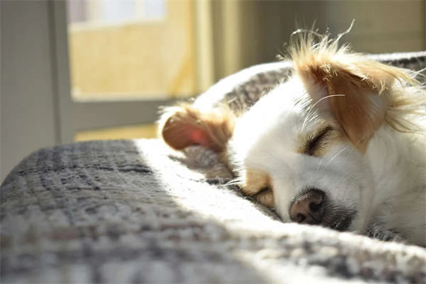 犬の吐き気対策｜獣医師が教える症状と自宅でできる対処法