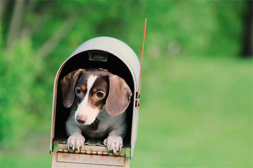 犬にCBDオイルは安全？効果と正しい使い方を徹底解説