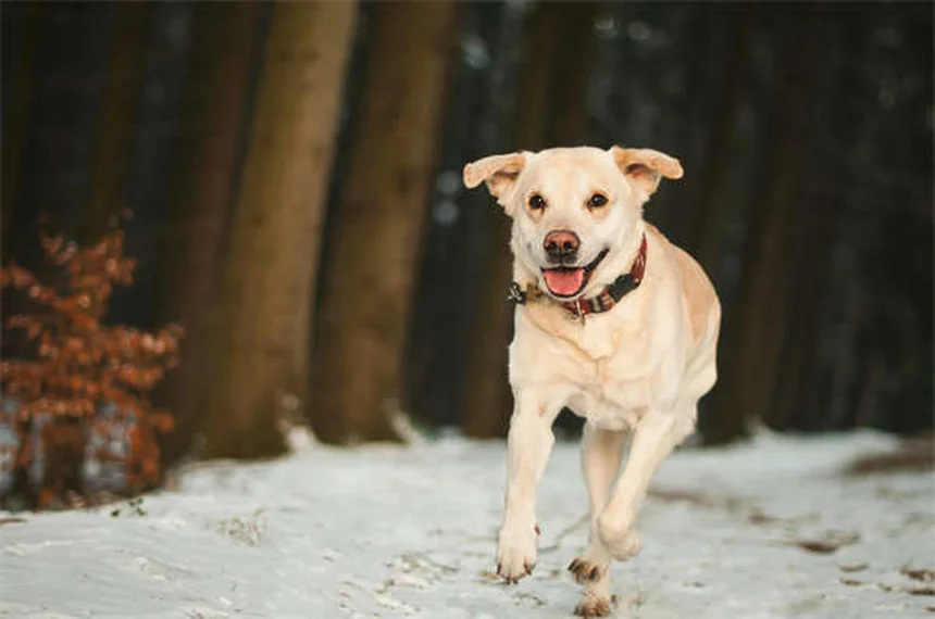 犬の尿結晶とは？原因から治療法まで獣医が解説