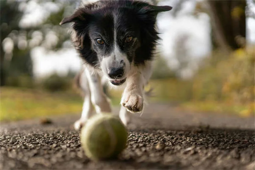 子犬の歯の生え変わり時期はいつ？プロが教える完全ガイド