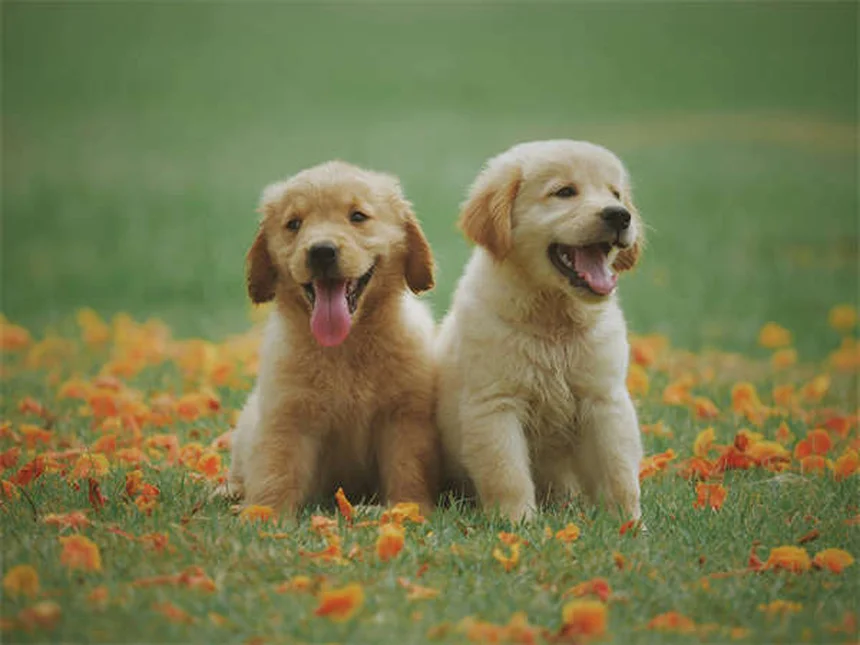 犬が黄色い嘔吐物を吐く原因と対処法【獣医師監修】