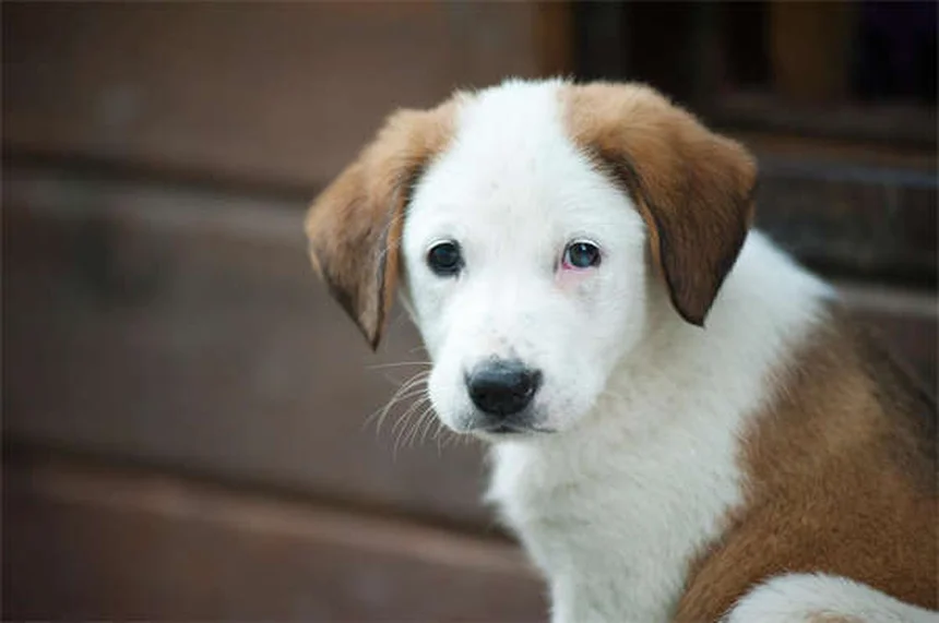 馬を飼う費用は年間いくら？リアルな飼育費を徹底解説