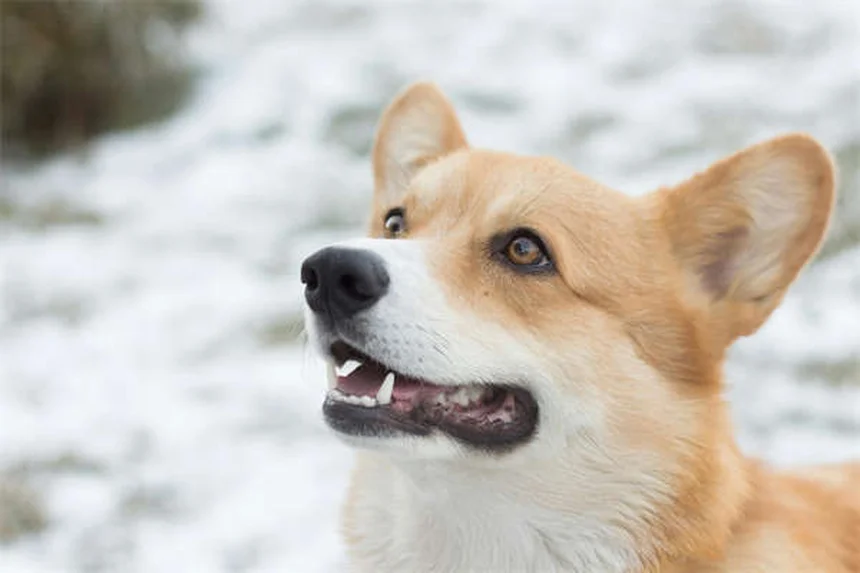 シェットランドポニーを飼う前に知っておきたい！飼い主が語るリアルな体験と注意点