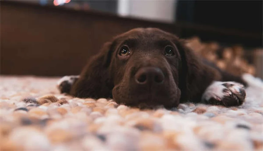 犬の歯は何本？子犬から成犬までの歯の変化とケア方法