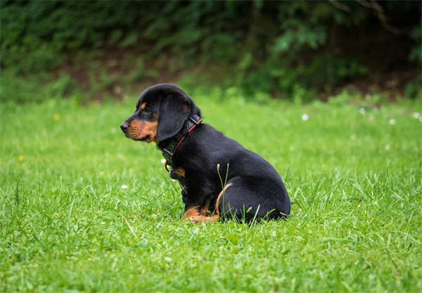 愛犬と安全に楽しむ夏バーベキューの7つのコツ