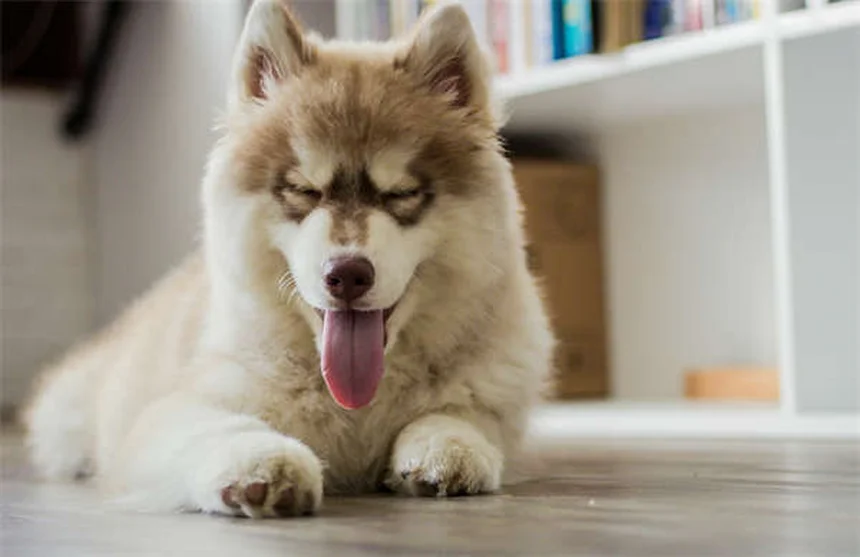 愛犬と安全に楽しむ夏バーベキューの7つのコツ